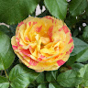 Meet your Posher, Lanette